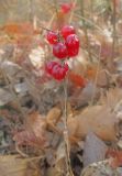 genus Maianthemum