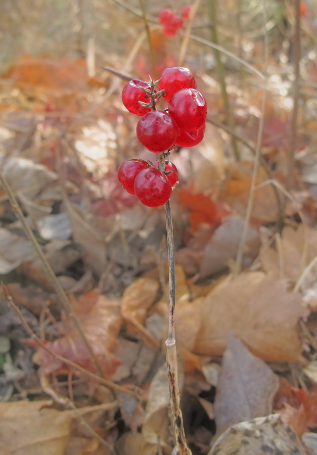 Изображение особи род Maianthemum.