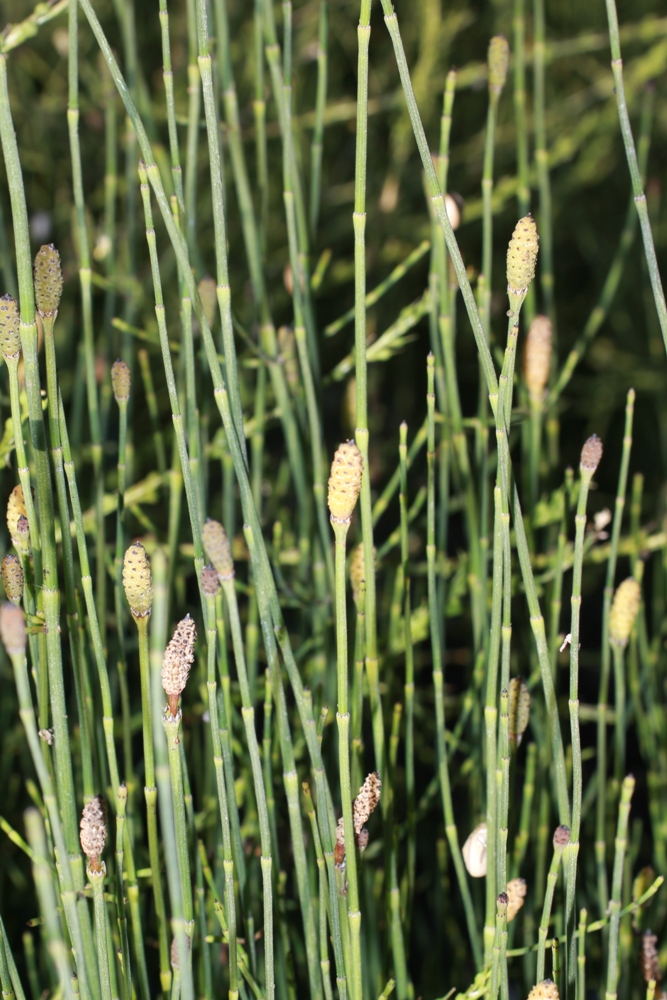 Изображение особи Equisetum ramosissimum.