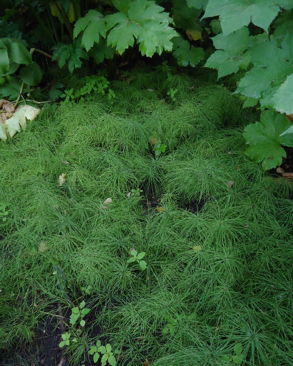 Изображение особи Equisetum sylvaticum.