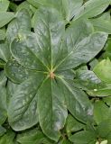 Helleborus caucasicus