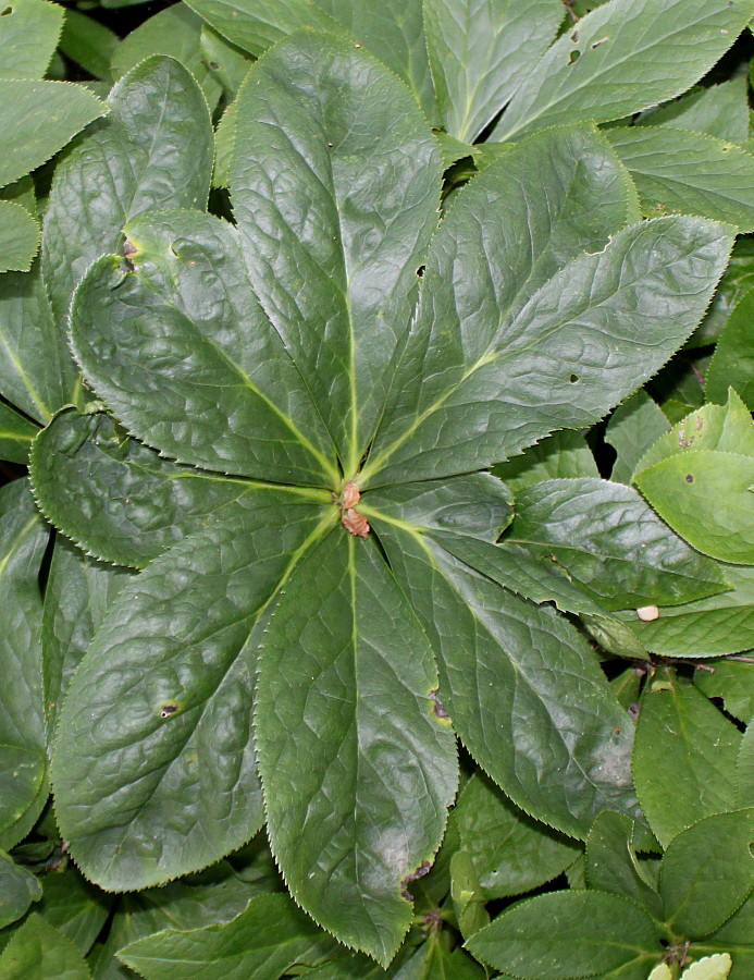 Image of Helleborus caucasicus specimen.