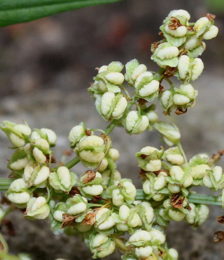 Изображение особи Rumex triangulivalvis.