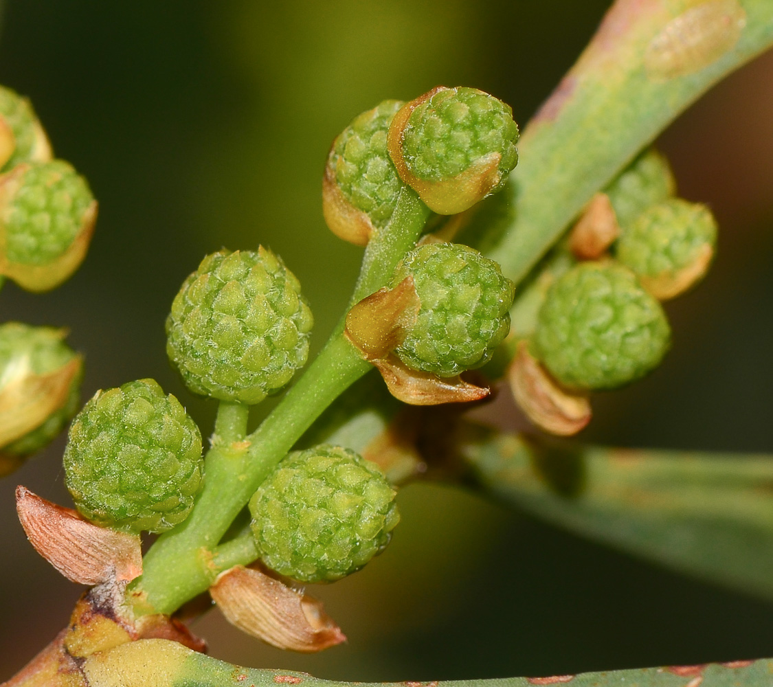 Image of Acacia saligna specimen.