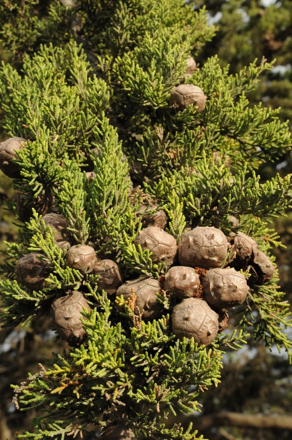 Изображение особи Cupressus macrocarpa.