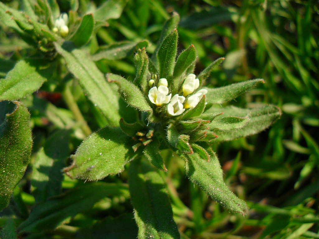 Image of Buglossoides rochelii specimen.