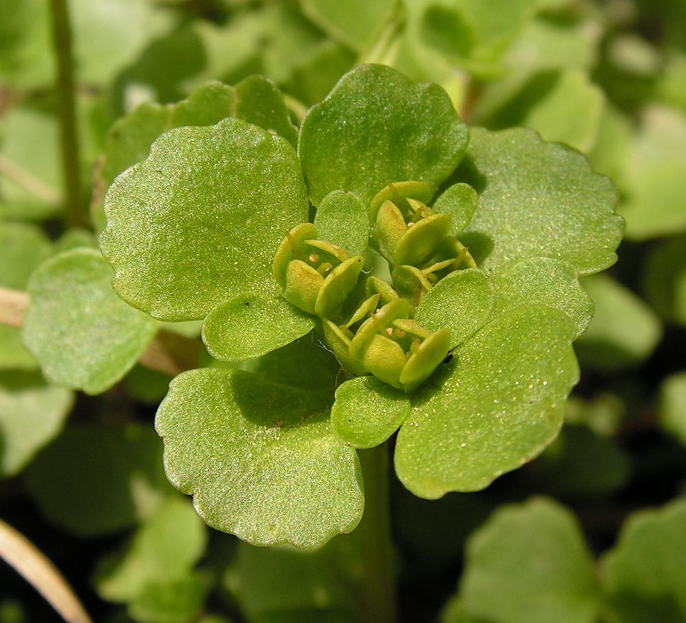 Image of Chrysosplenium sinicum specimen.