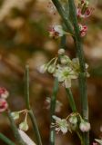 Calligonum polygonoides