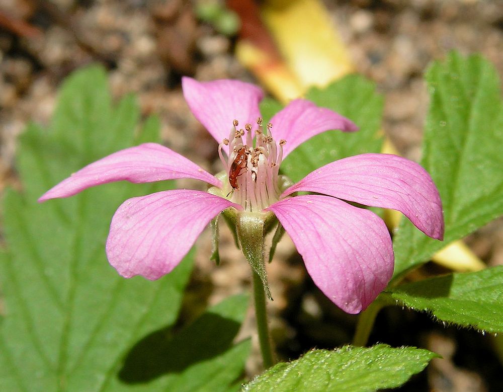 Image of Rubus arcticus specimen.