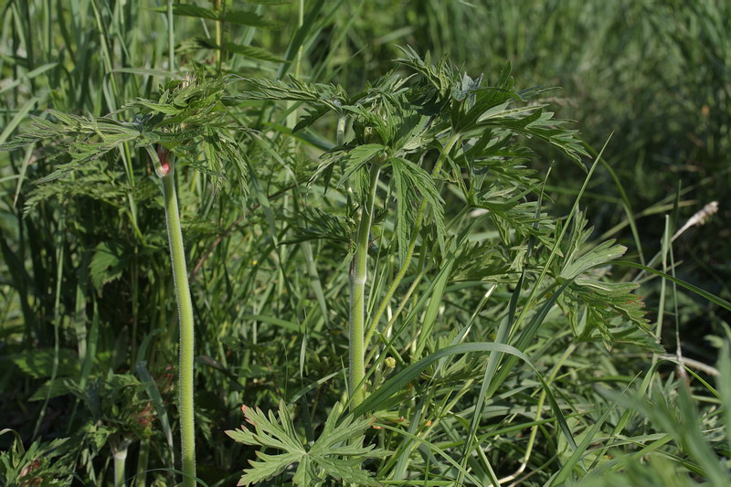 Image of Geranium pratense specimen.