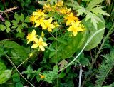 Hypericum perforatum