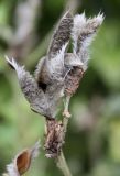 Chamaecytisus austriacus. Прошлогодние вскрывшиеся плоды. Германия, г. Дюссельдорф, Ботанический сад университета. 28.04.2014.