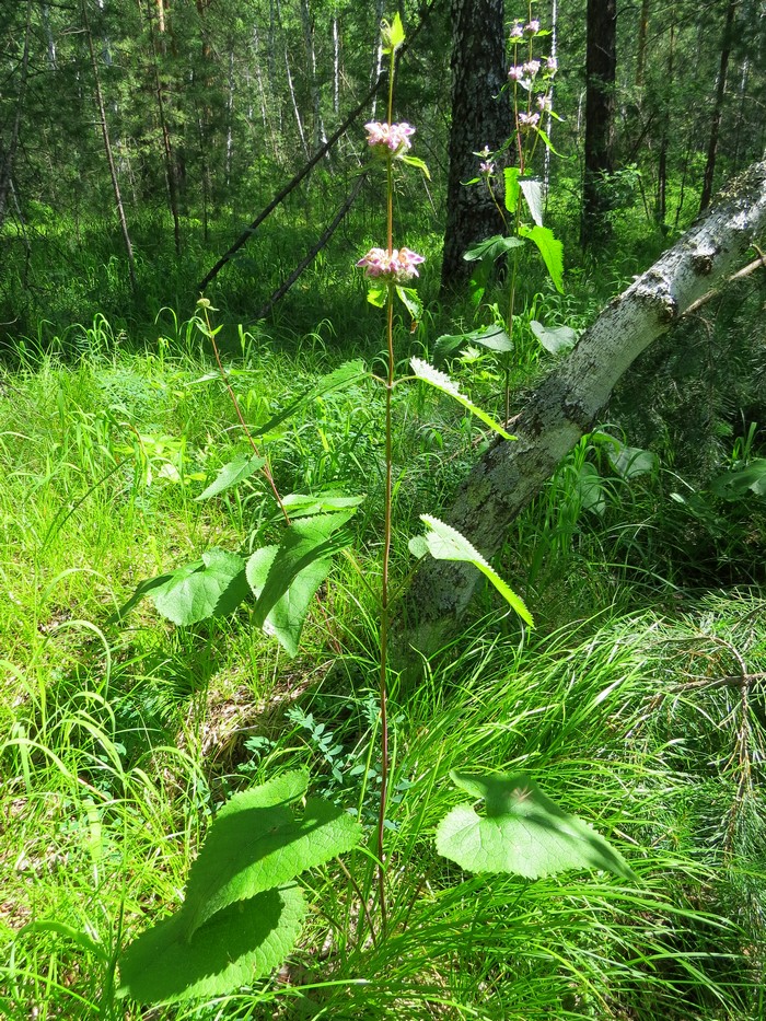 Изображение особи Phlomoides tuberosa.