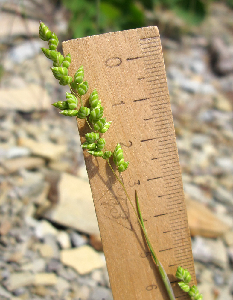 Image of Brizochloa humilis specimen.