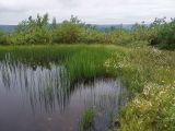 Equisetum fluviatile. Заросли в мелководном озерке. Вдоль берега - заросли плодоносящей пушицы многоколосковой (Eriophorum polystachyon). Мурманск, Горелая сопка. Конец августа.