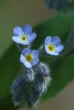 Myosotis arvensis