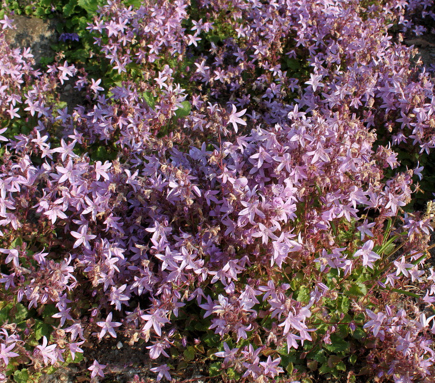 Image of Campanula garganica specimen.