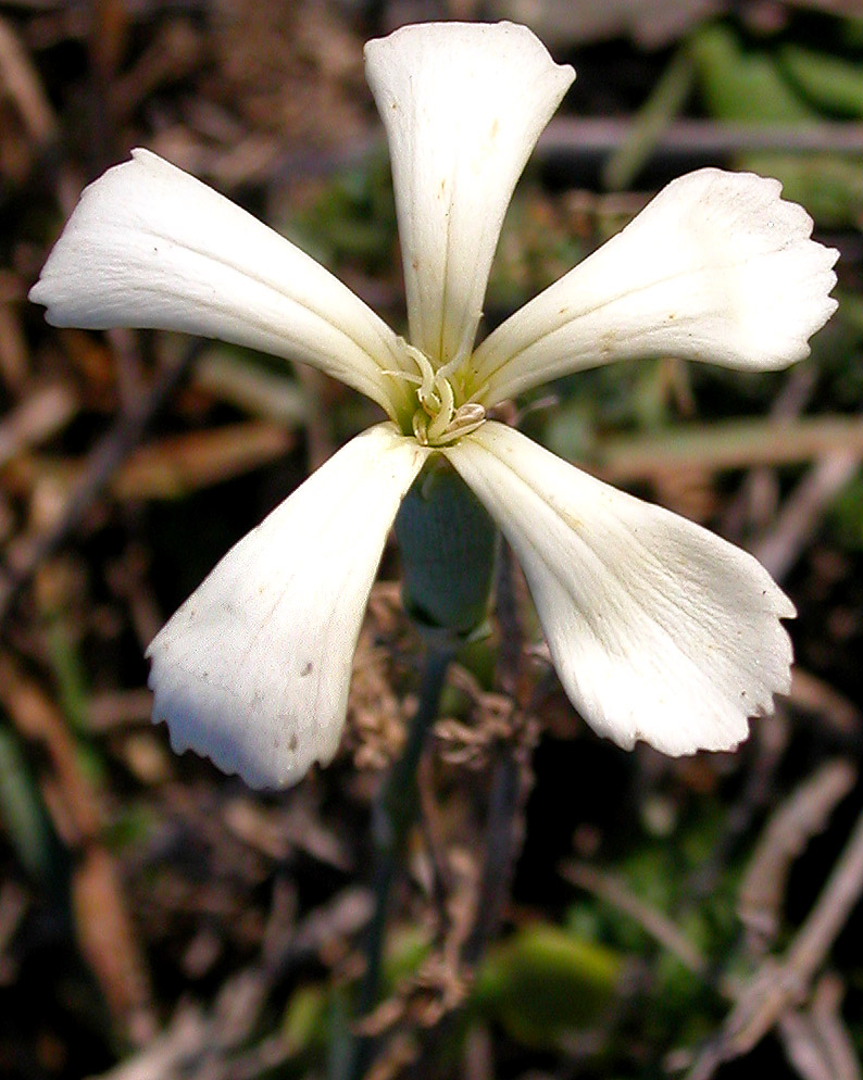 Изображение особи Dianthus lanceolatus.