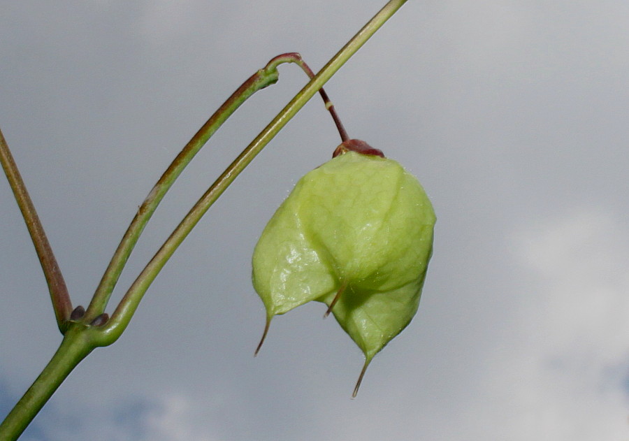 Изображение особи Staphylea trifolia.