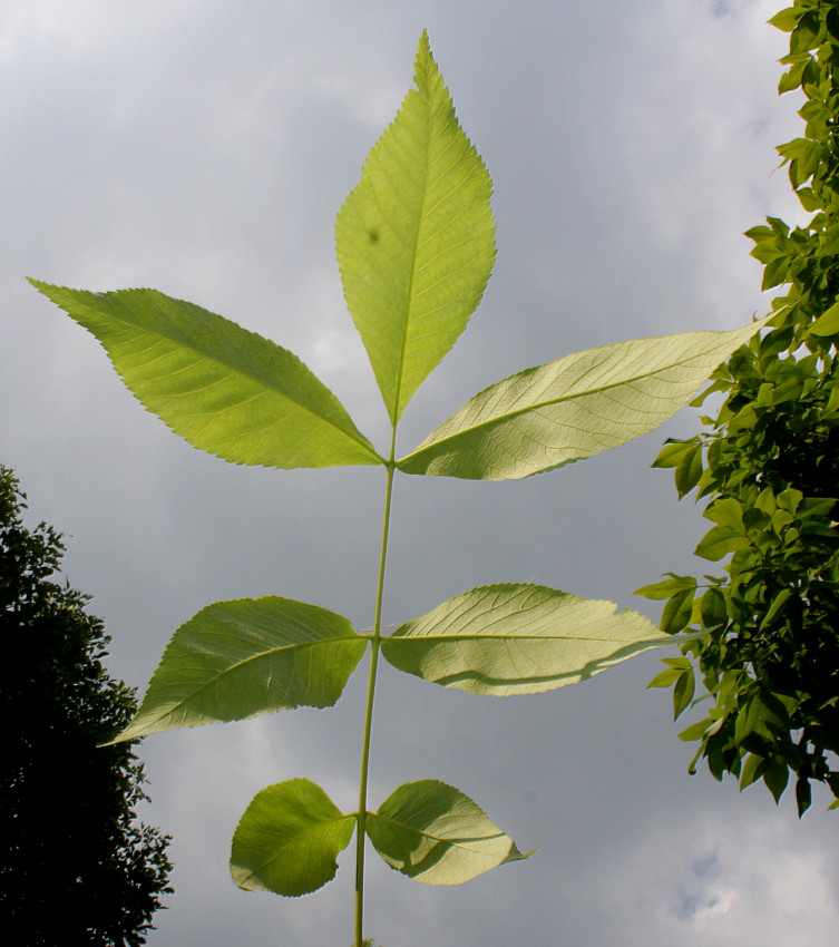 Изображение особи Carya tomentosa.