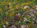 Chamaesciadium acaule