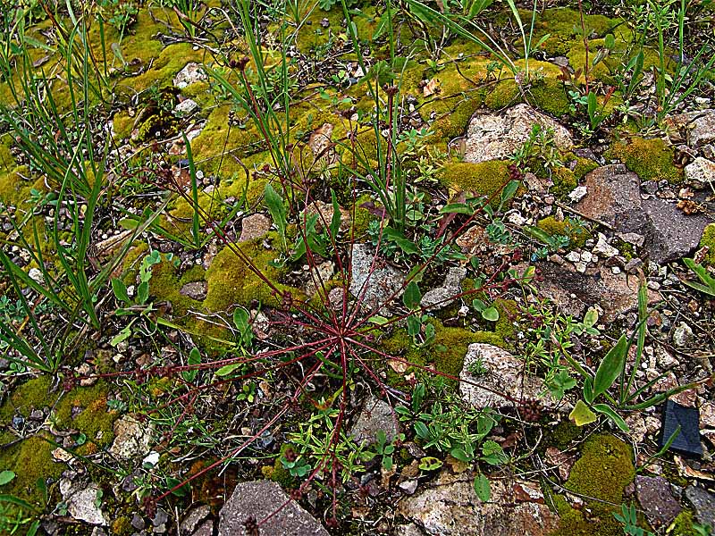 Изображение особи Chamaesciadium acaule.