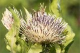 Cirsium oleraceum. Соцветие. Ленинградская обл., Ломоносовский р-н, окр. дер. Низино, обочина дороги. 20.07.2014.