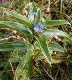 Gentiana cruciata