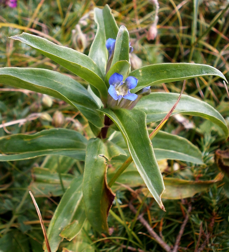 Изображение особи Gentiana cruciata.