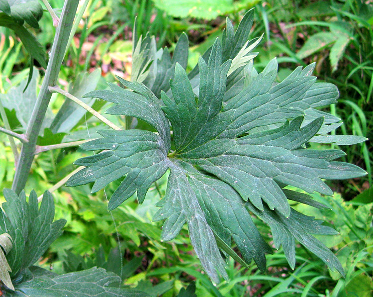 Image of Delphinium cuneatum specimen.