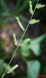 Beckmannia eruciformis