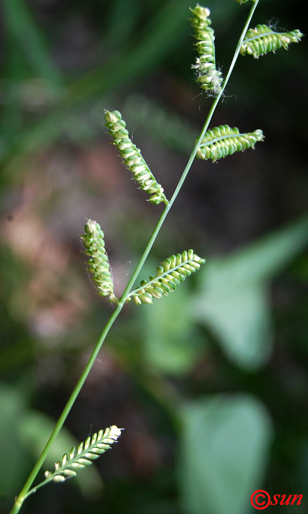 Image of Beckmannia eruciformis specimen.