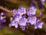 Limonium scoparium. Цветки. Украина, Запорожская обл., Бердянский р-н, г. Бердянск, Бердянская коса, южный берег. 02.08.2014.