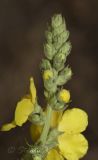 Verbascum phlomoides