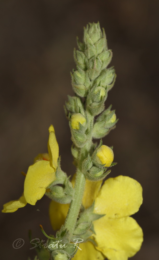 Изображение особи Verbascum phlomoides.