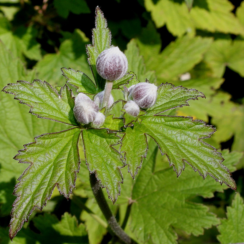 Изображение особи Anemone hupehensis.