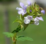 Prunella vulgaris