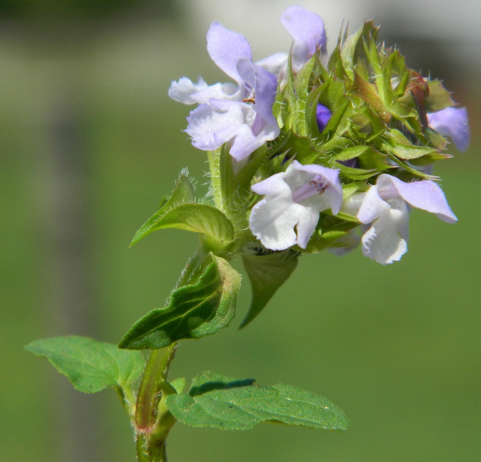 Изображение особи Prunella vulgaris.