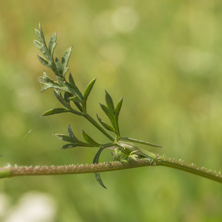 Изображение особи род Daucus.