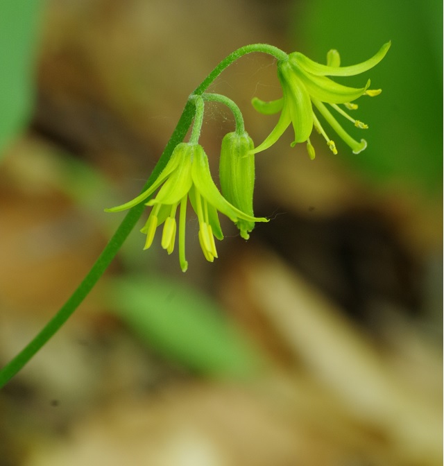 Изображение особи Clintonia borealis.