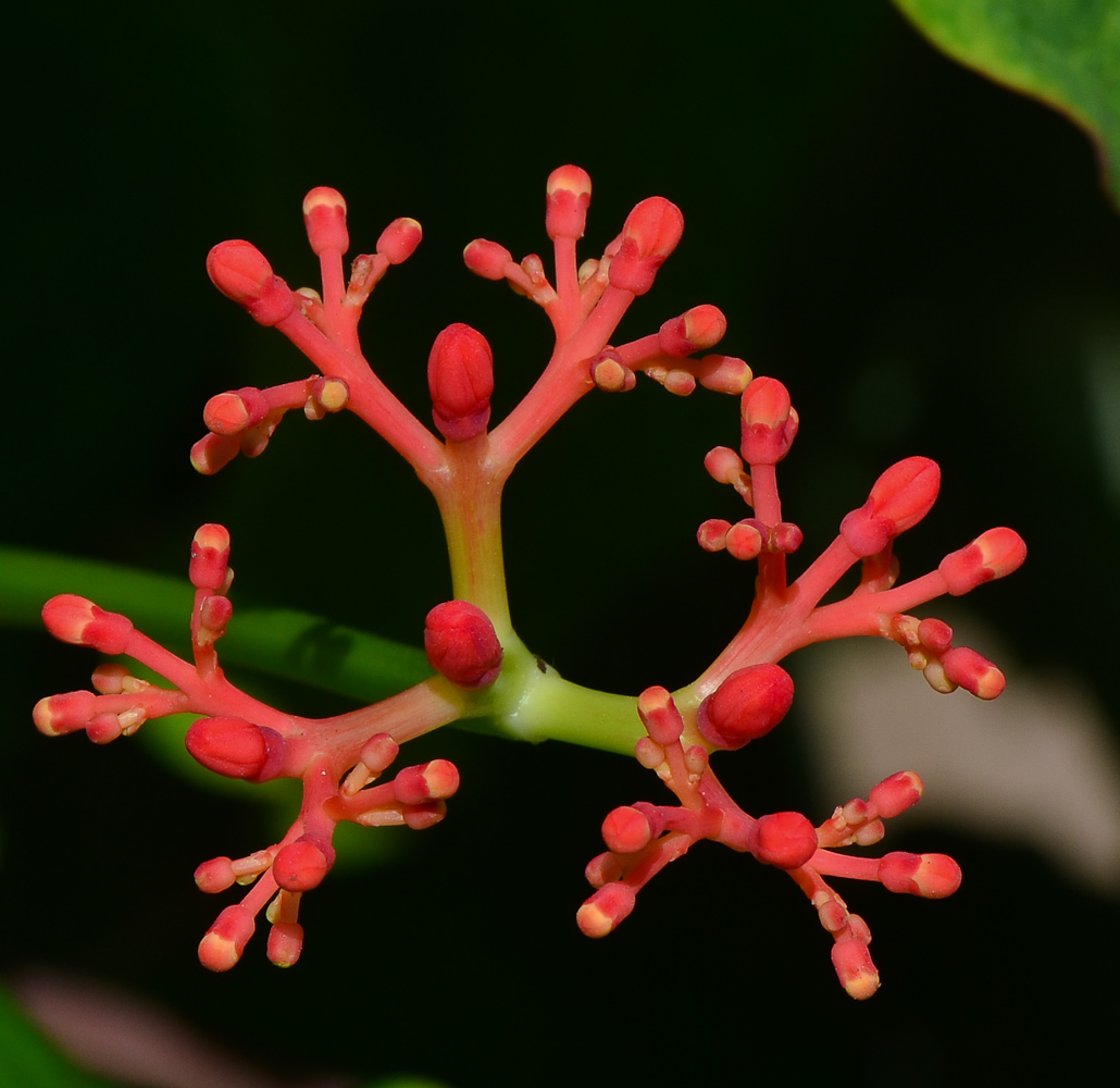 Изображение особи Jatropha podagrica.