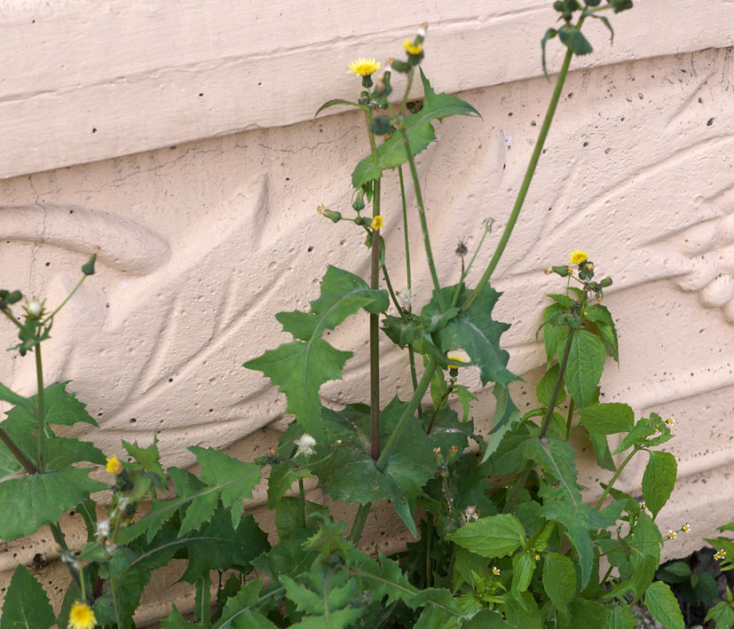 Изображение особи Sonchus oleraceus.