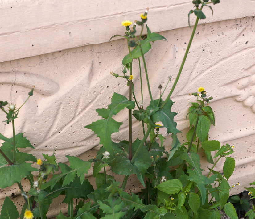 Image of Sonchus oleraceus specimen.