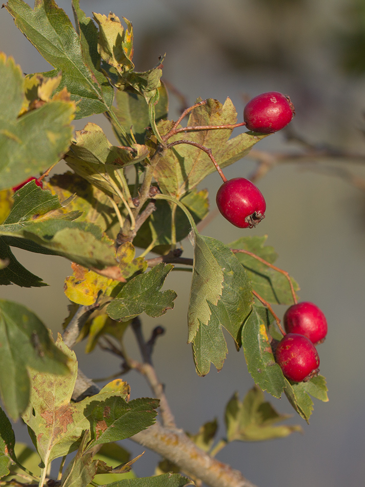 Изображение особи род Crataegus.