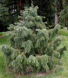 Picea breweriana