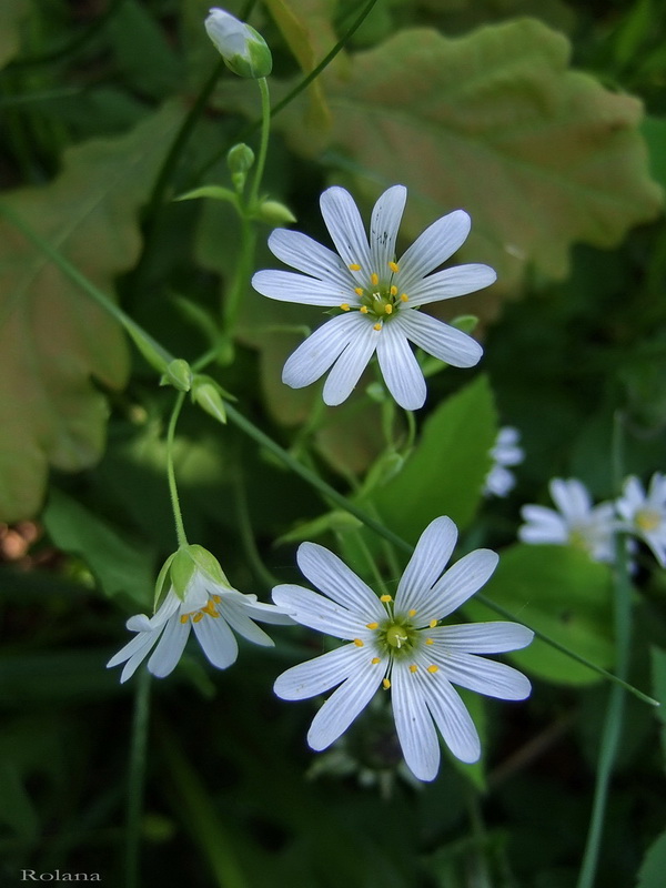 Изображение особи Stellaria holostea.