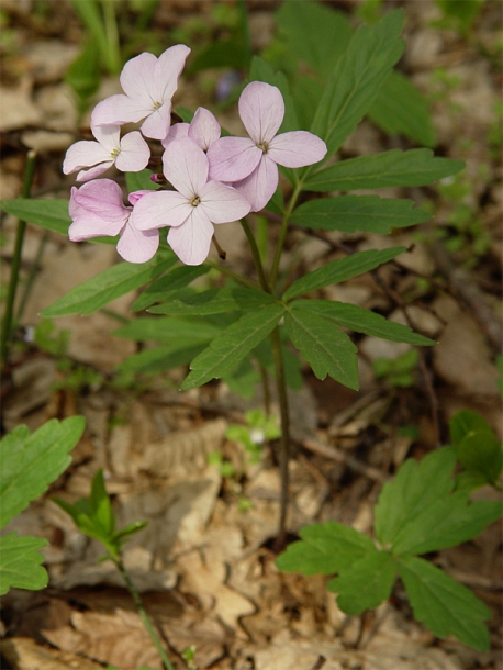 Изображение особи Cardamine quinquefolia.