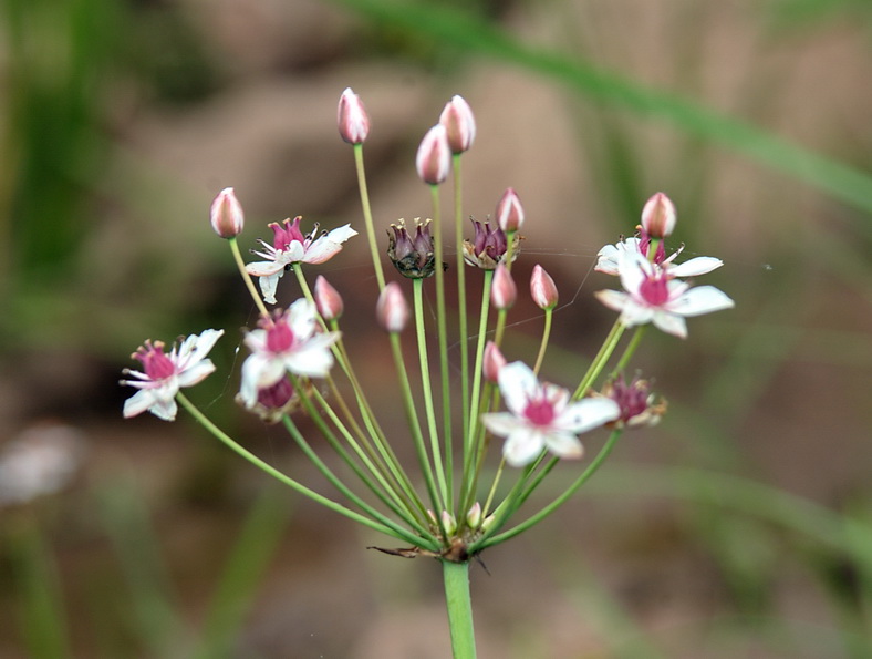 Изображение особи Butomus umbellatus.