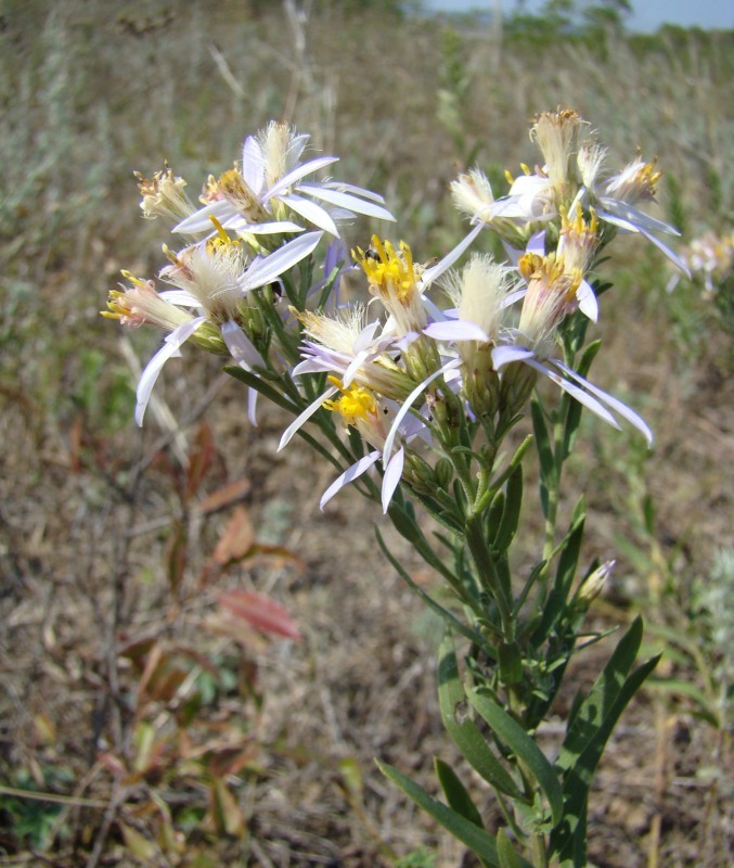 Image of Galatella dracunculoides specimen.