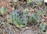 Sempervivum ruthenicum